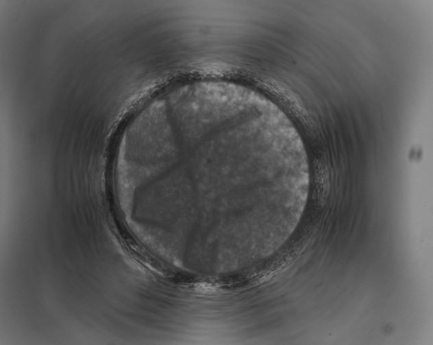 X0000097600496200803280954