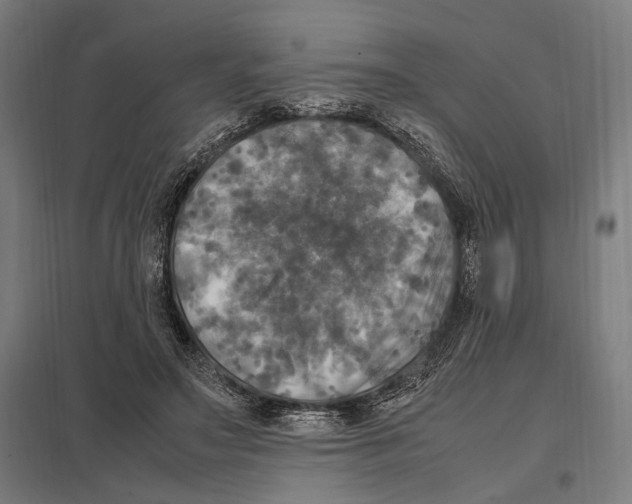 X0000097600499200803280954