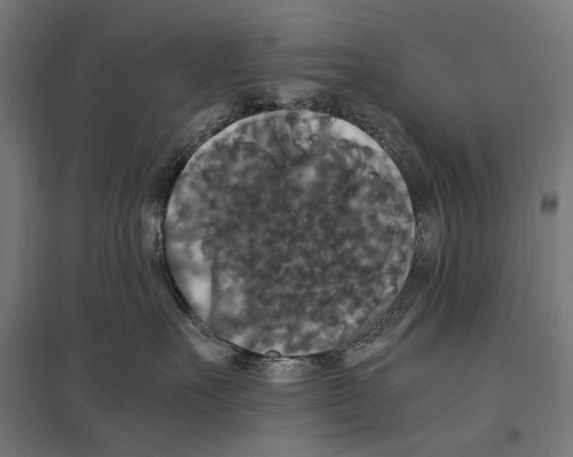 X0000097600527200803280953