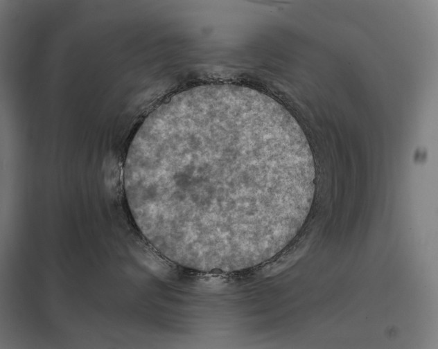 X0000097600624200803280952