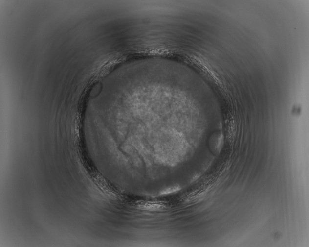 X0000097600643200803280952