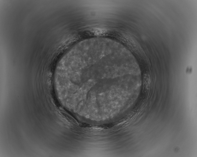 X0000097600650200803280952