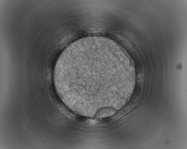 X0000097600662200803280952