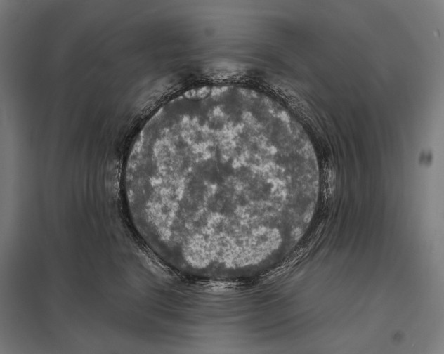 X0000097600664200803280952