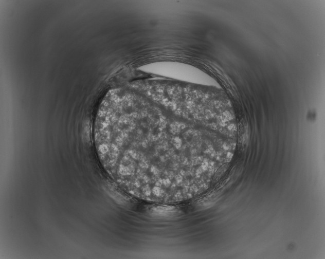 X0000097600669200803280952