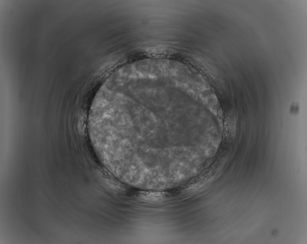 X0000097600671200803280952