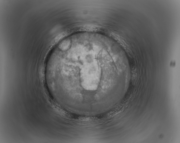 X0000097600679200803280951