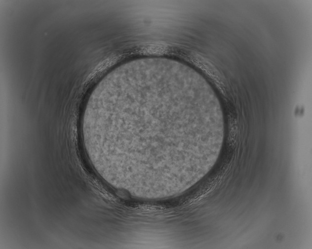 X0000097600681200803280951