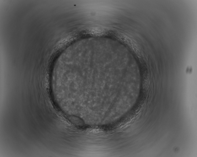 X0000097600689200803280951