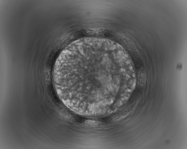 X0000097600699200803280951