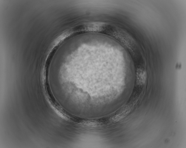 X0000097600726200803280950