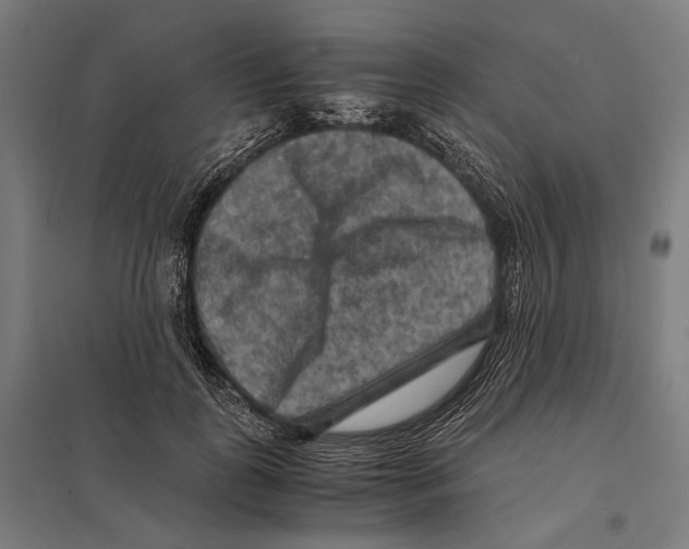 X0000097600747200803280950