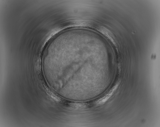 X0000097600781200803280950