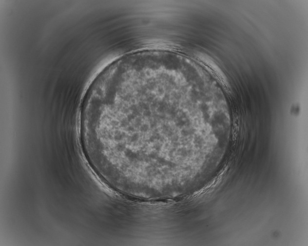 X0000097600804200803280950