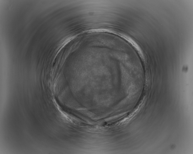 X0000097600809200803280950