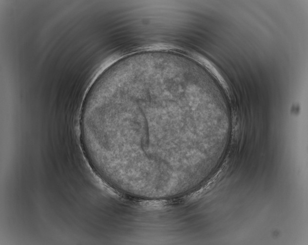 X0000097600810200803280950