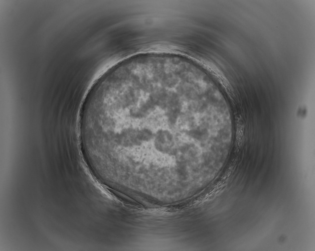 X0000097600990200803280947