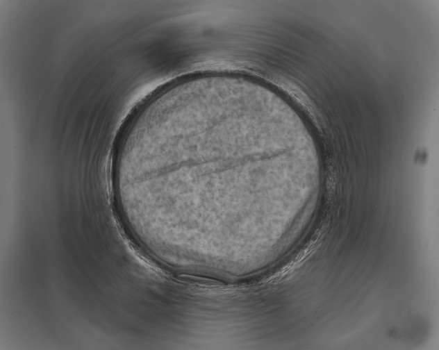 X0000097601030200803280946