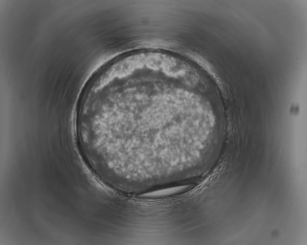 X0000097601032200803280946