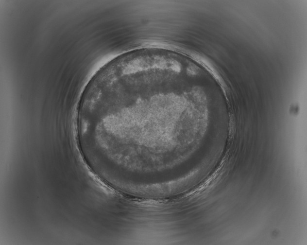 X0000097601048200803280946