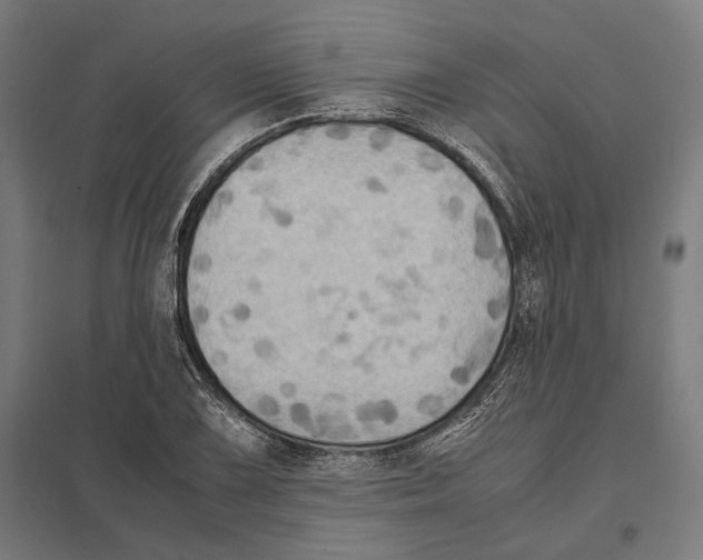 X0000097601075200803280945