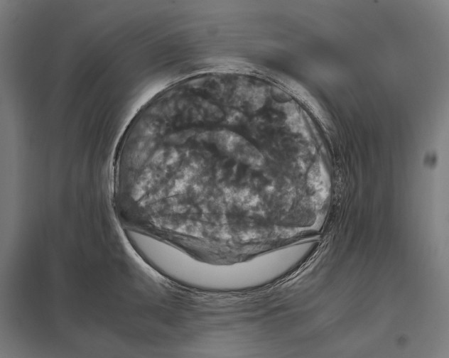 X0000097601095200803280945