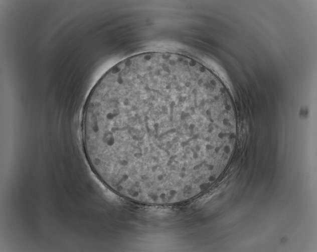 X0000097601103200803280945