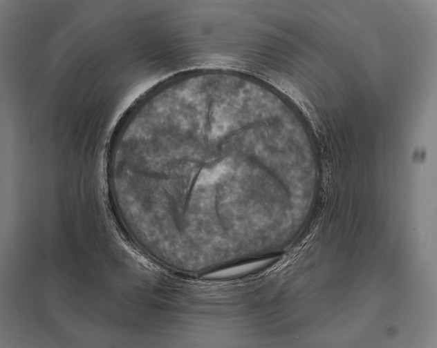 X0000097601120200803280944