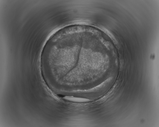 X0000097601240200803280943