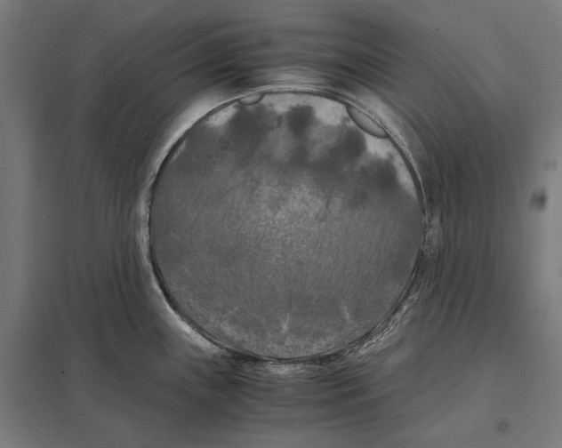 X0000097601243200803280943