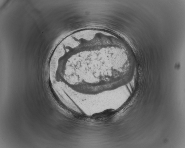 X0000097601371200803280941