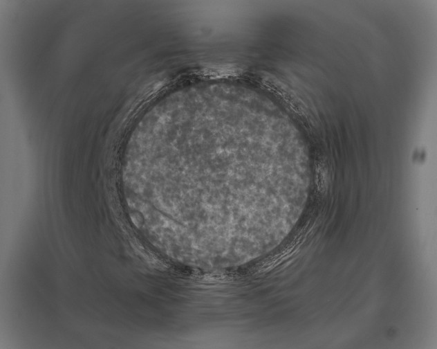 X0000097601393200803280940