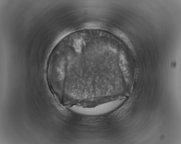 X0000097601427200803280940