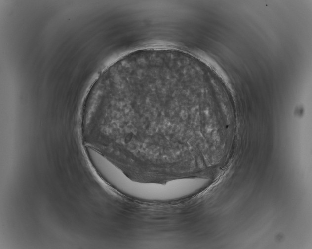 X0000097601429200803280940