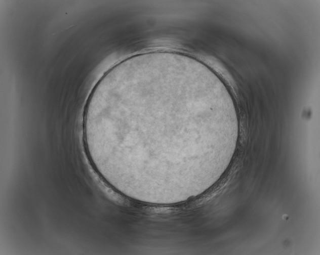 X0000097601431200803280940