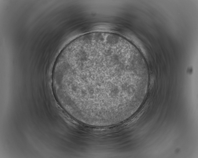 X0000097601435200803280940