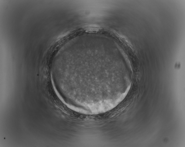 X0000097601445200803280940