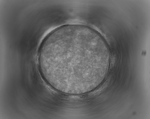 X0000097601462200803280940