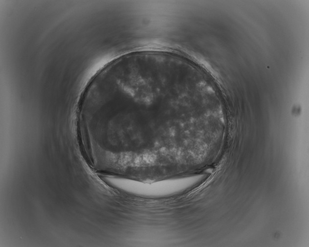 X0000097601463200803280940