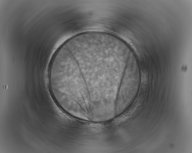 X0000097601466200803280939