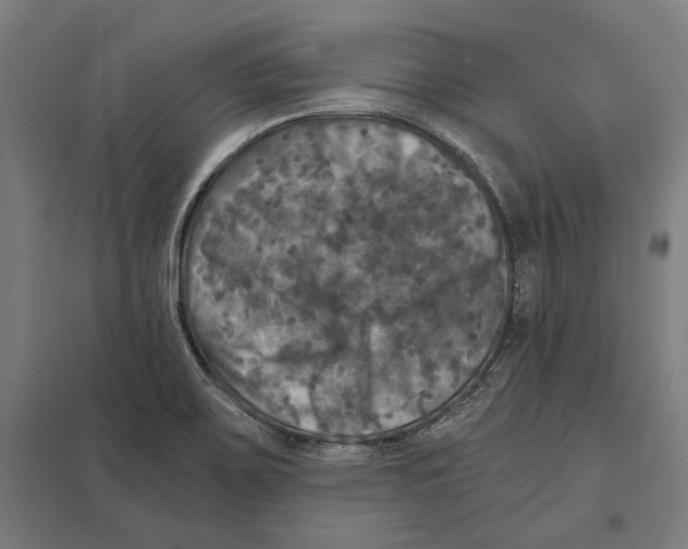 X0000097601467200803280939