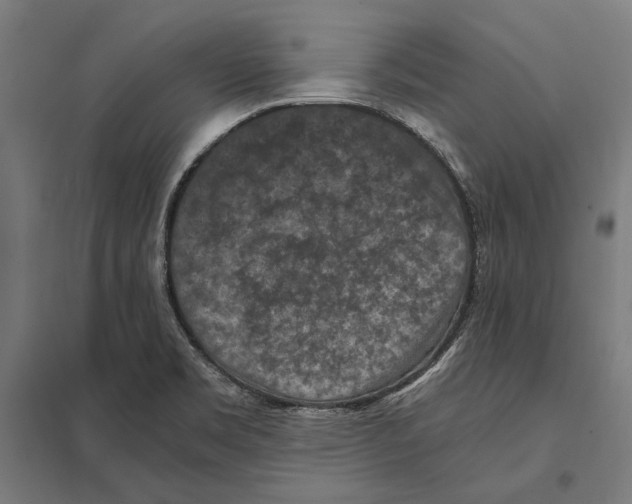 X0000097601469200803280939