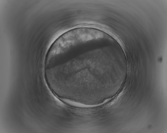 X0000097601533200803280939