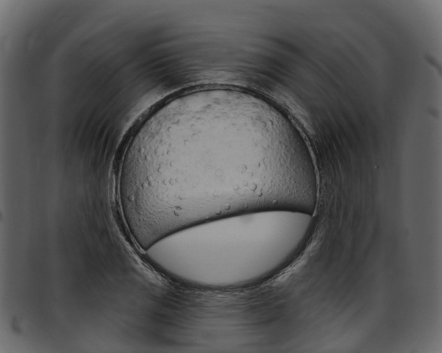 X0000097611125200802290750