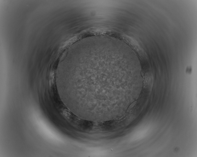 X0000097610335200802291308