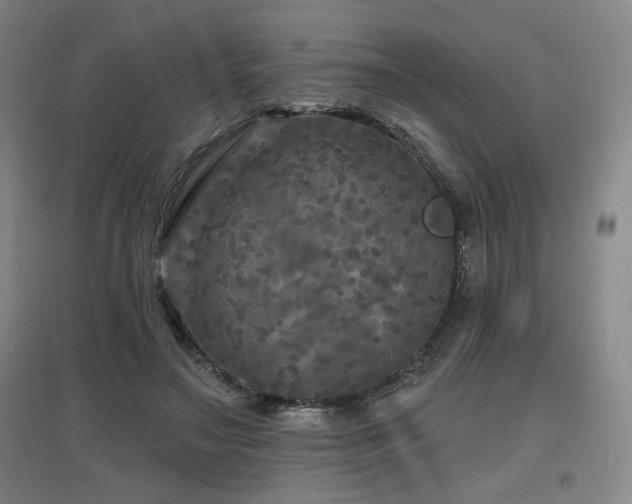 X0000097610499200802291305