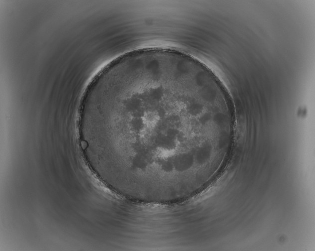 X0000097610783200802291301