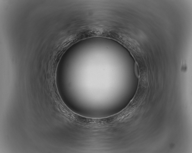 X0000097611105200802291255
