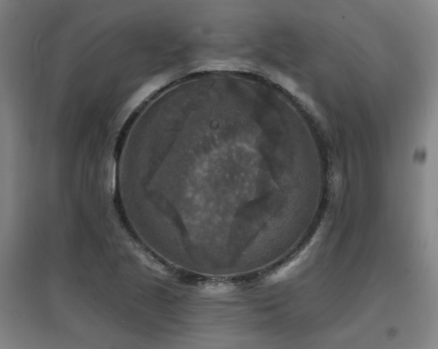 X0000097611221200802291254