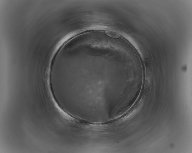 X0000097611245200802291255